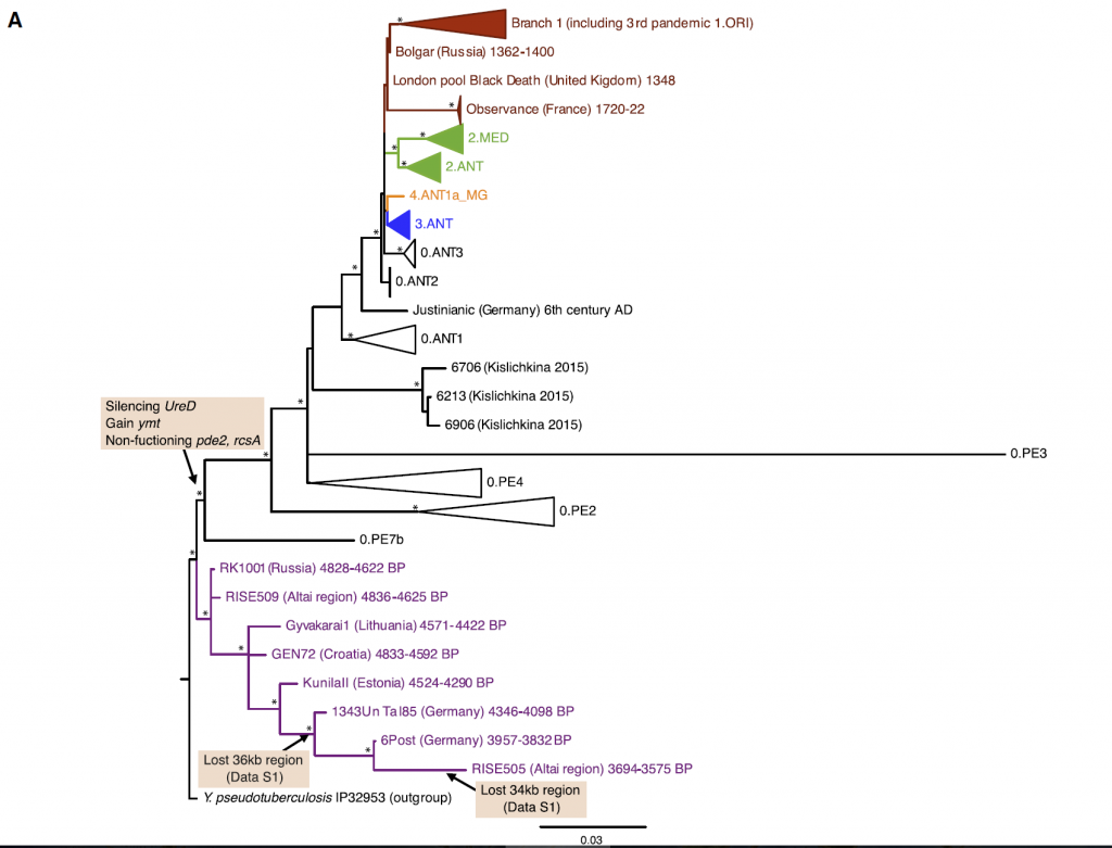 plague_phylogeny_eurasia