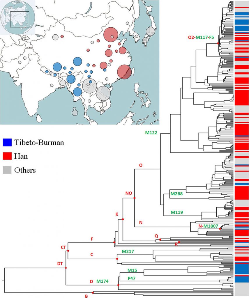 tibeto-burman-phylogenetic-tree