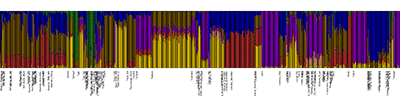 plot-admixture-7